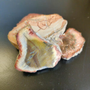 Petrified Wood Singles